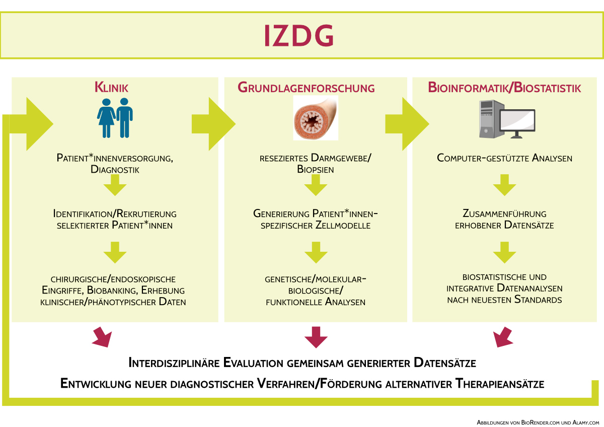 Forschungansatz und Expertise des Interdisziplinären Zentrums für Darmgesundheit (IZDG)